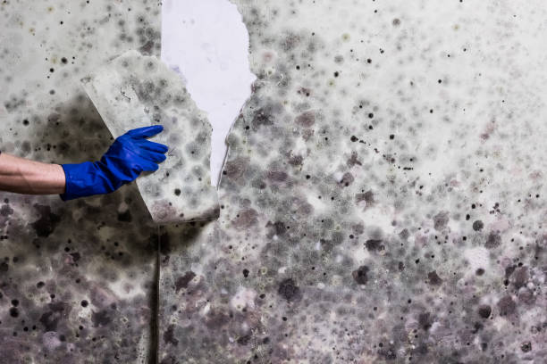 Best Localized Mold Remediation (e.g., coastal areas, humid climates) in Norway, MI